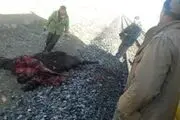 تصادف قطار با 3 شتر
