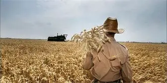 
کشاورزان تاوان بدحسابی دولت را می دهند