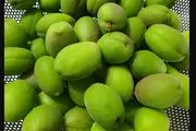 چغاله بادام کیلویی چند؟