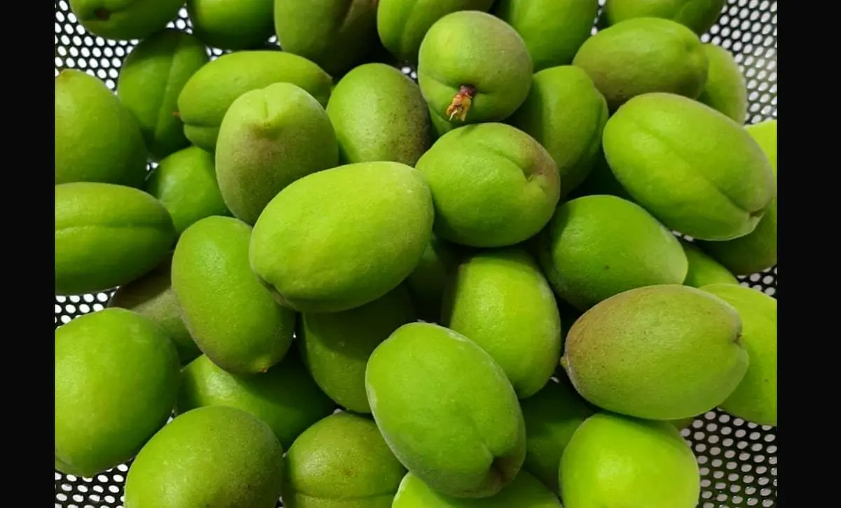 چغاله بادام کیلویی چند؟