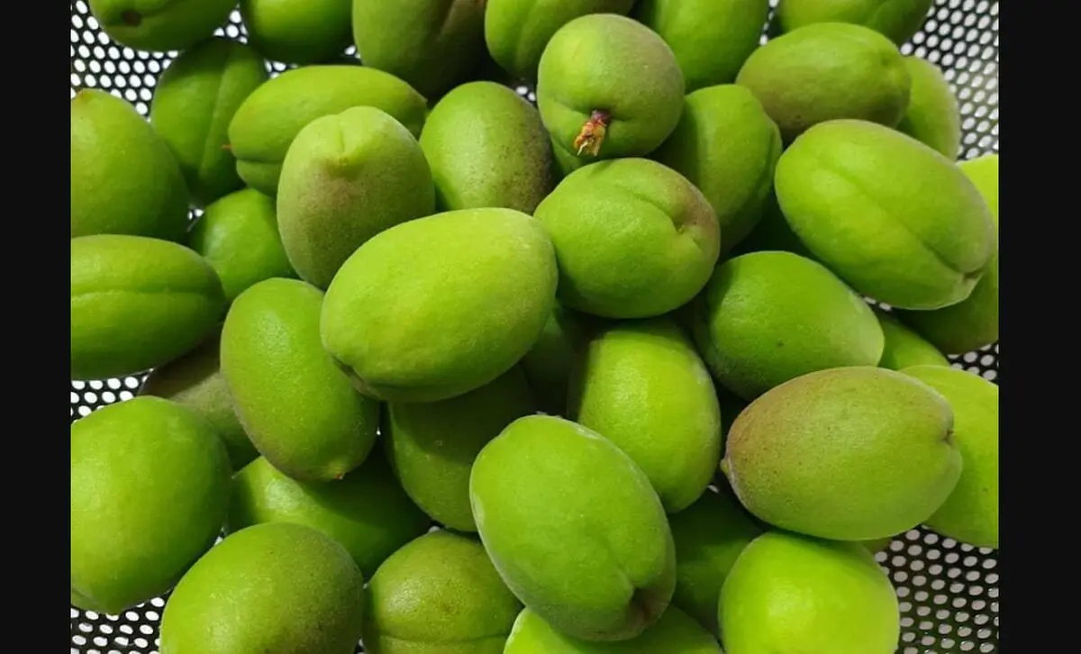 چغاله بادام کیلویی چند؟