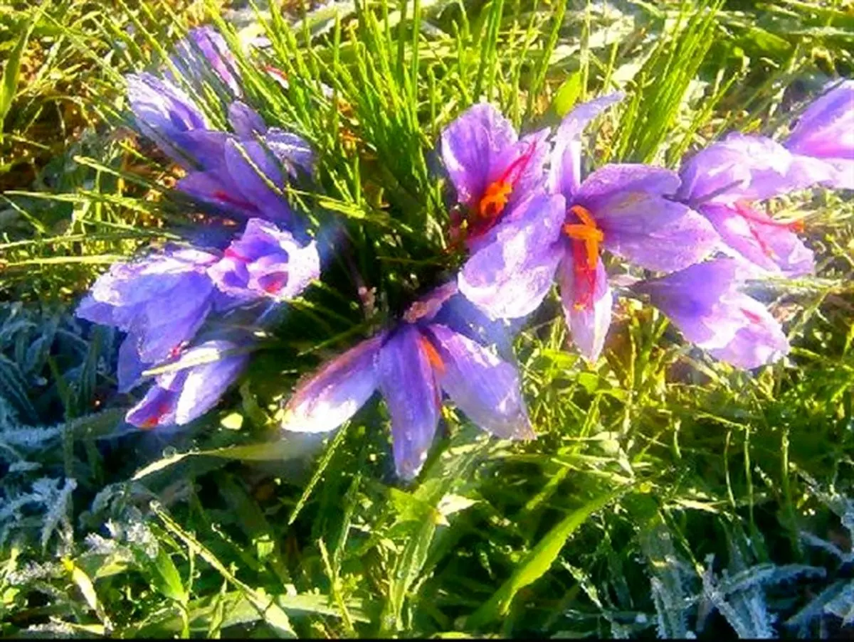 «طلای سرخ» صندوقچه گنج کشاورز نمونه زفره ای