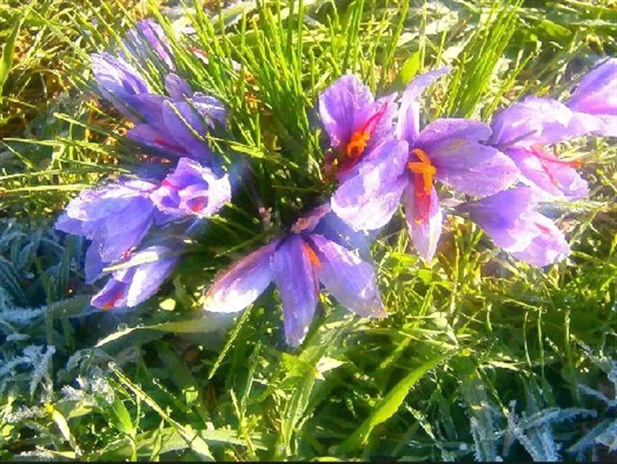 «طلای سرخ» صندوقچه گنج کشاورز نمونه زفره ای