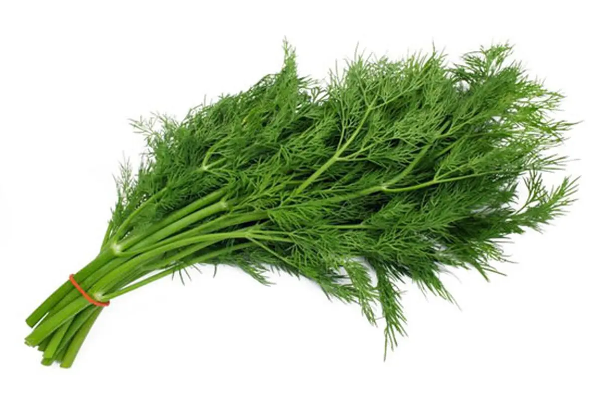 خواص عجیب و باورنکردنی «شوید»