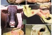 بیماری تب برفکی و روش‌های کنترل آن