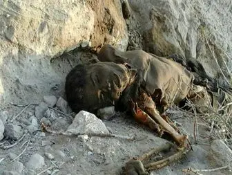 جسد جوان 33 ساله روستای کنارجو در کوههای اطراف منطقه کشف شد+تصویر