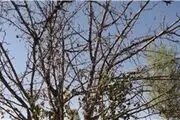 قطع درختان بوستان مادر در دهه ۷۰