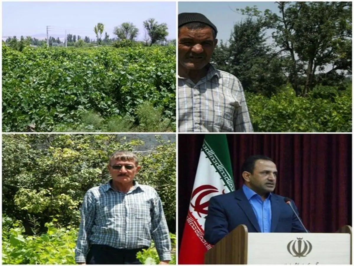 عدم اعتماد باغداران ملکانی به صندوق بیمه کشاورزی