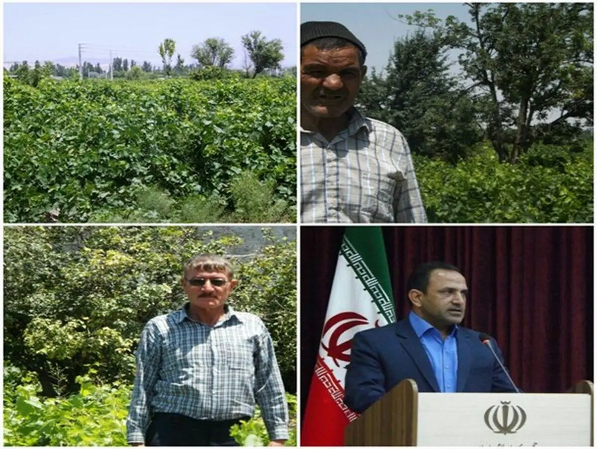 عدم اعتماد باغداران ملکانی به صندوق بیمه کشاورزی
