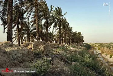 نخل