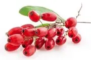 برداشت زرشک در خراسان جنوبی‎/ عکس