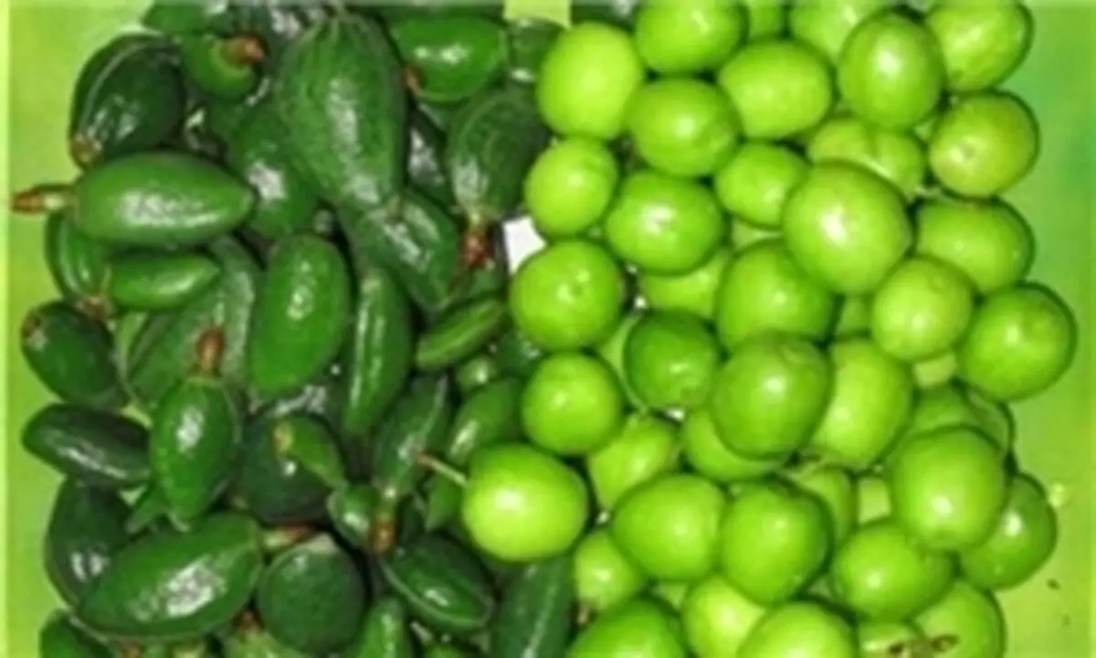 گوجه سبزهایی که نباید بخورید