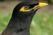 
کشف محموله قاچاق مینا
