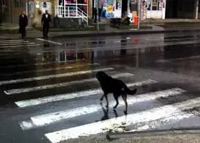 سگ‌های ولگردی که ترافیک درس می‌دهند!