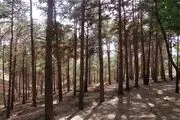 احیای بوستان چیتگر در بازه زمانی ۳ ساله
