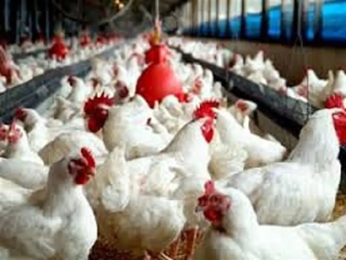 مرغداران خراسان رضوی در آستانه ورشکستگی کامل قرار دارند