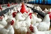 مرغداران خراسان رضوی در آستانه ورشکستگی کامل قرار دارند