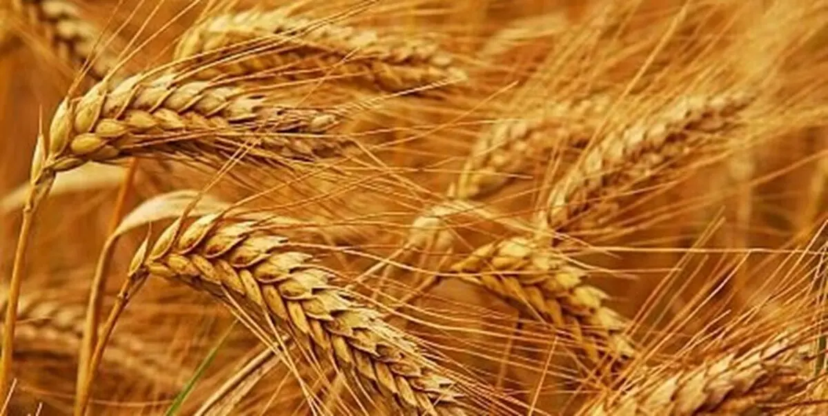  4 برنامه کلیدی دولت در بخش کشاورزی