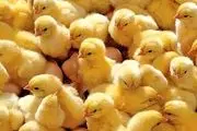 مازاد ۵۰ هزار تنی تولید مرغ در هر ماه