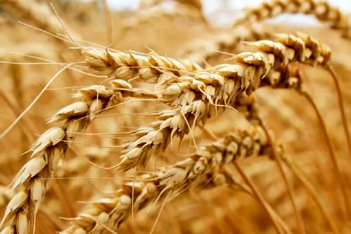 قیمت گندم اعلام شد
