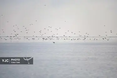 مهمانان زمستانی تالاب انزلی