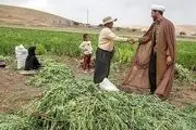 سود، جریمه و کارمزد وام کشاورزان خسارت‌دیده بخشیده شد 