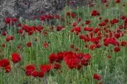 دشت شقایق‌های دماوند/ گزارش تصویری