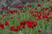 دشت شقایق‌های دماوند/ گزارش تصویری