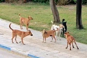سگهای ولگرد گوش کودک اهوازی را خوردند! + عکس