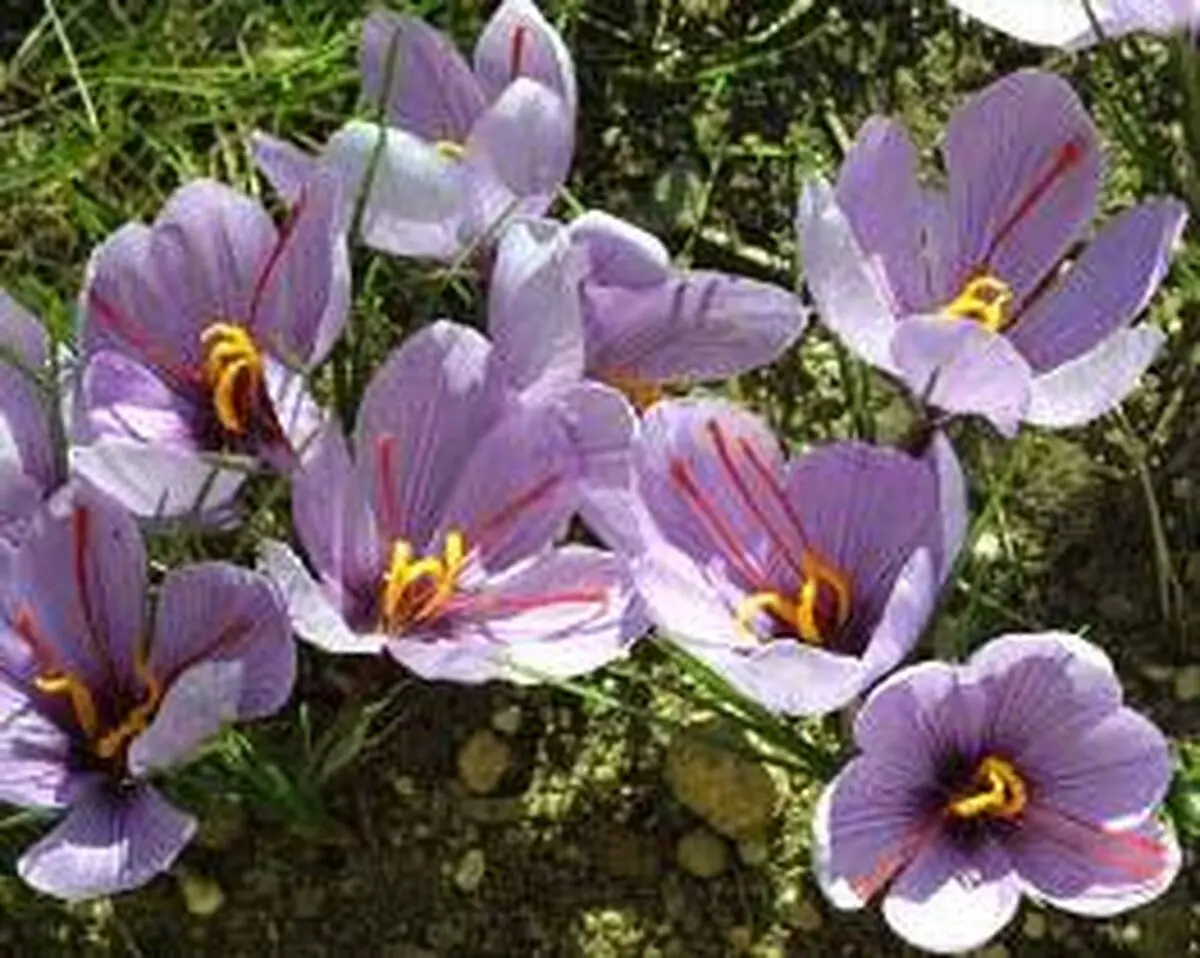 کشت زعفران برای نخستین بار در زاهدان 