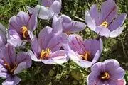 کشت زعفران برای نخستین بار در زاهدان 