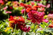 باغی زیبا در شیراز/ عکس