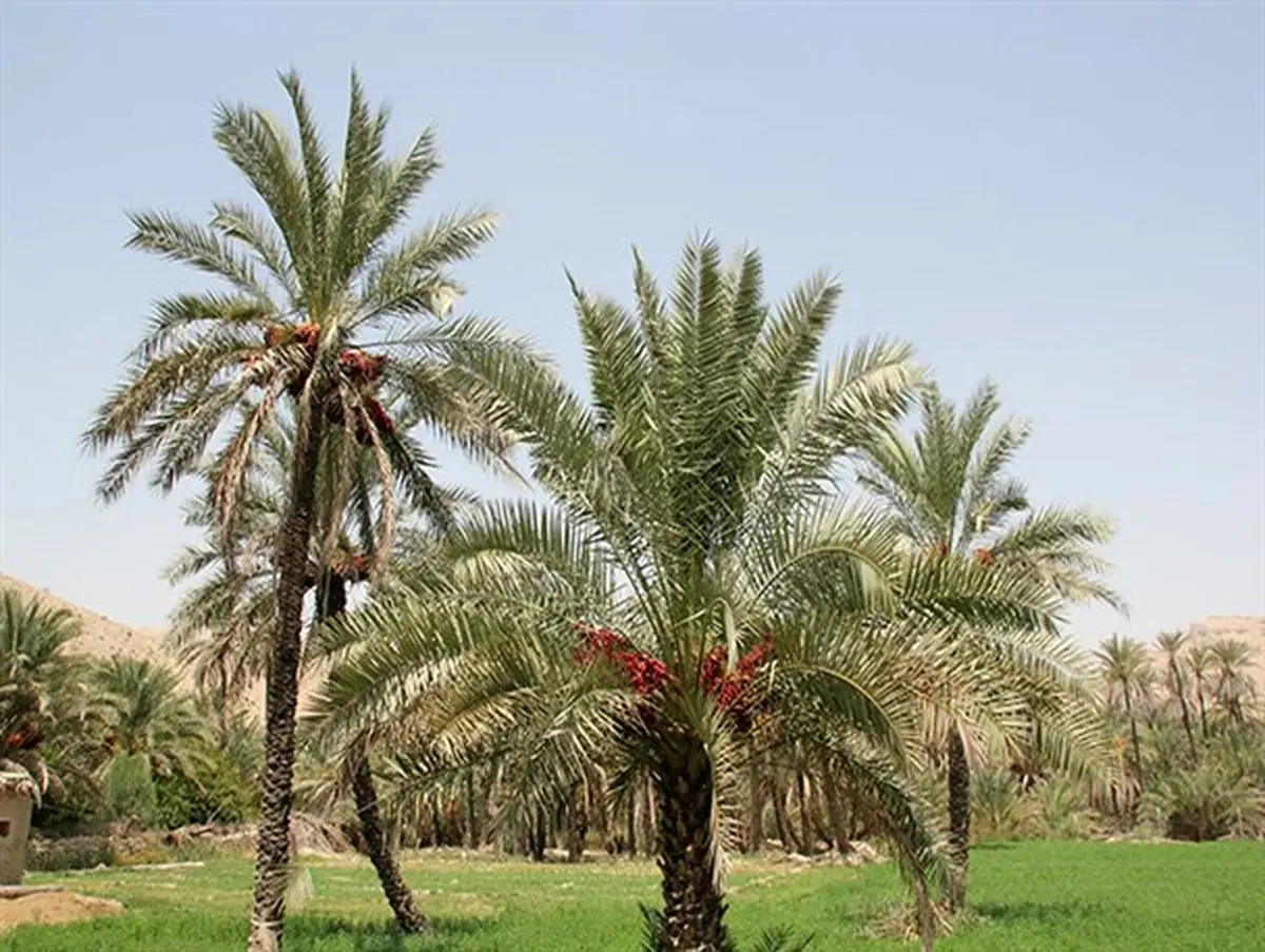 نخل درختی کم ادعا و همیشه سبز+تصاویر