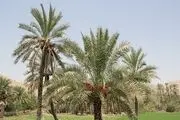 نخل درختی کم ادعا و همیشه سبز+تصاویر
