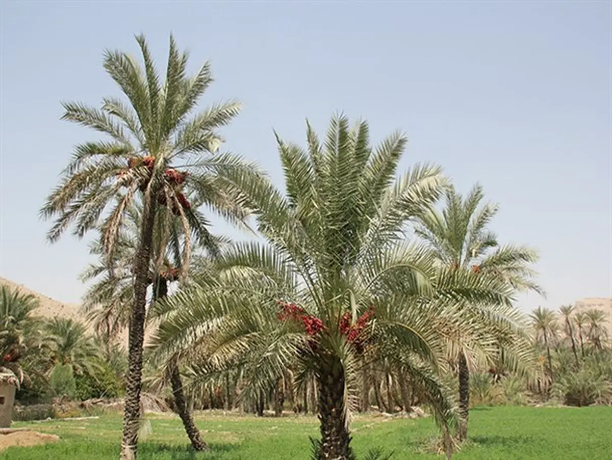 نخل درختی کم ادعا و همیشه سبز+تصاویر