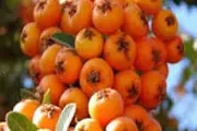 رفیق پر خاصیت قلب را بشناسید!