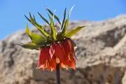 دشت لاله های واژگون‎/گزارش تصویری