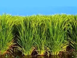 پیچیده‌تر شدن معمای " برنج‌ " های آلوده