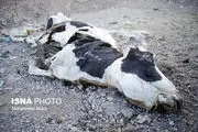 
اینجا گاوها می‌میرند + عکس
