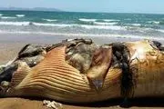 مرگ مشکوک موجودات دریایی درآبهای قشم