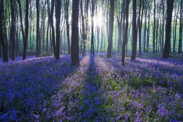 n00090477-r-b-001
