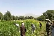 ماجرای بدخشان و هزینه‌های نخستین مبارزه جدی با کشت خشخاش