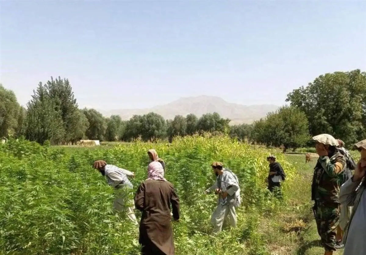ماجرای بدخشان و هزینه‌های نخستین مبارزه جدی با کشت خشخاش