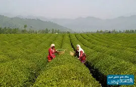 کاهش تولید چای به دلیل خشکسالی