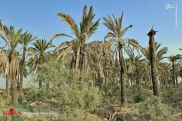 نخل