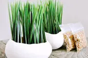 سبزه عید با هسته خرما + فوت کوزه‌گری