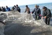 ماهی سفید ارزشمندترین ماهی استخوانی دریای خزر