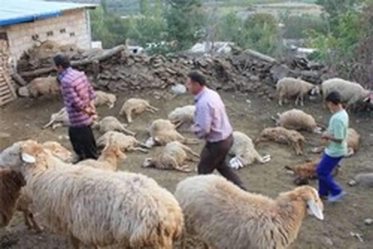 حیوانی عجیب و درنده در خراسان +عکس