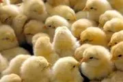 کاهش  ۵۰ درصدی قیمت جوجه یکروزه