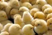 کاهش  ۵۰ درصدی قیمت جوجه یکروزه